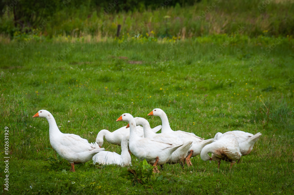 Group of geese standing on the green grassy meadow