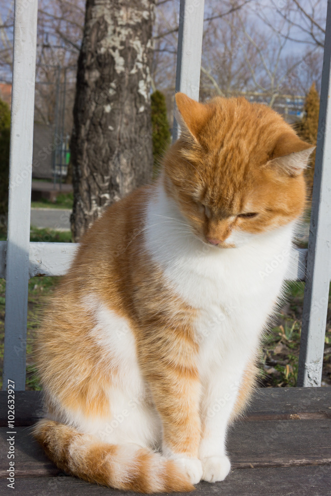 Obraz premium cat on the street