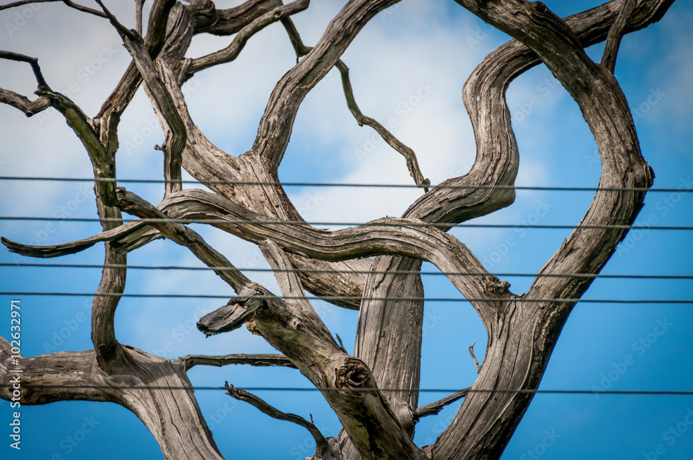Crooked and dry tree with branches without leaves