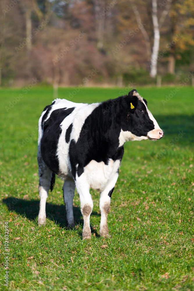 The cow is grazed on a green field.  Cow in the field