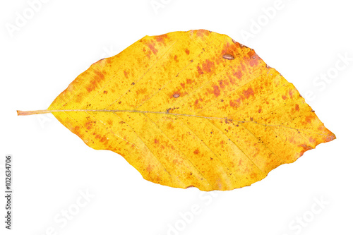 Colored leaf on a white background