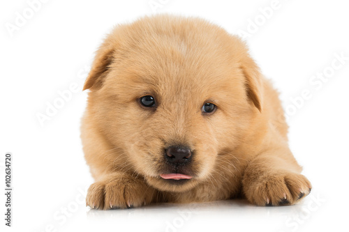 Fluffy Chow-chow puppy