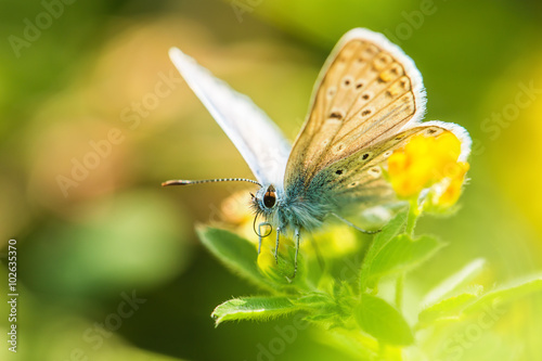 Fresh morning dew on a spring grass and butterfly, natural backg © ValentinValkov
