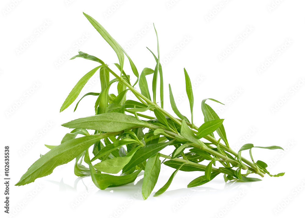 Fototapeta premium Tarragon herbs on white background