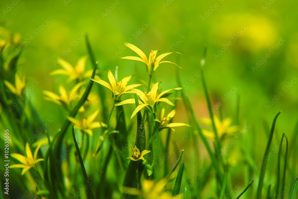 Flowers gagea lutea Or yellow star-of-Bethlehem Flowers gagea lutea Or yellow star-of-Bethlehem