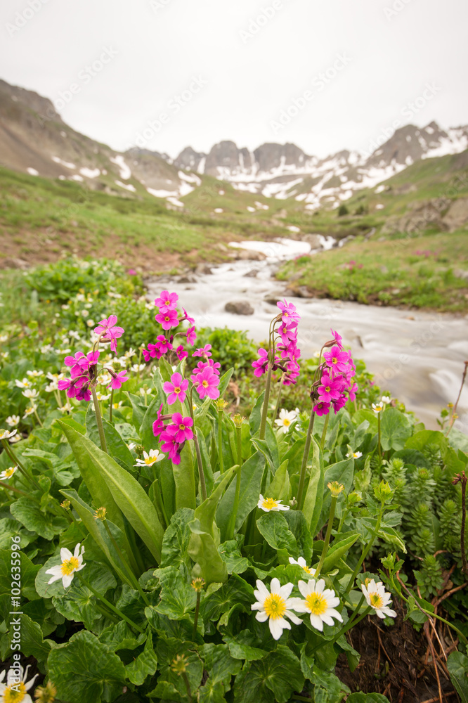 flowers in the mountain