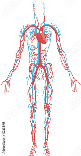 white  background Vector illustration of a circulatory system