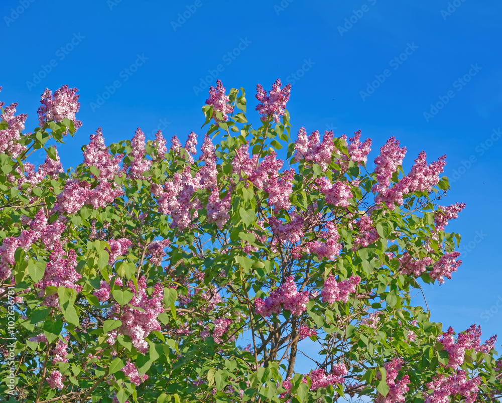 Beautiful pink, purple and violet lilac flowers blossom closeup over blue sky Beautiful pink, purple and violet lilac flowers blossom closeup over blue sky