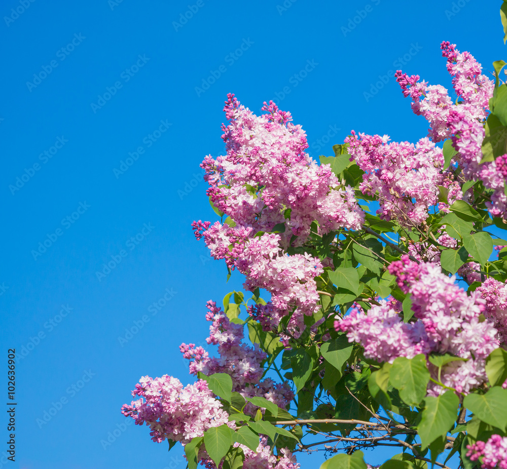 Beautiful pink, purple and violet lilac flowers blossom closeup over blue sky Beautiful pink, purple and violet lilac flowers blossom closeup over blue sky