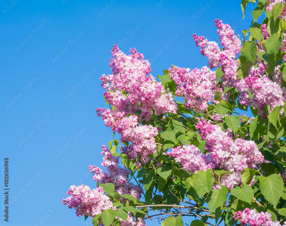 Beautiful pink, purple and violet lilac flowers blossom closeup over blue sky Beautiful pink, purple and violet lilac flowers blossom closeup over blue sky