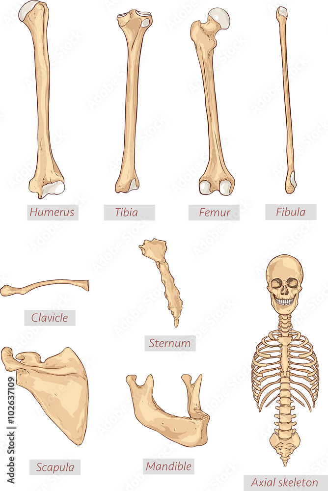 humerus,tibia,femur,fibula,clavicle,sternum,scapula,mandible,axi vector de Stock Adobe Stock