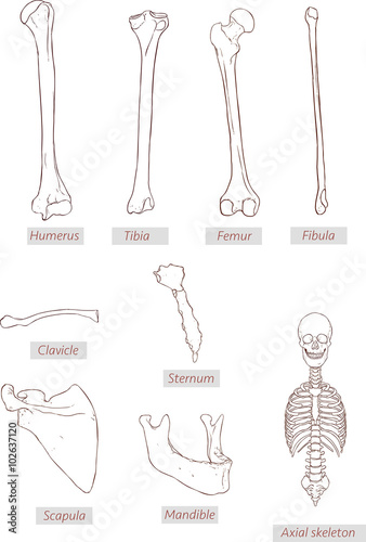 humerus,tibia,femur,fibula,clavicle,sternum,scapula,mandible,axi