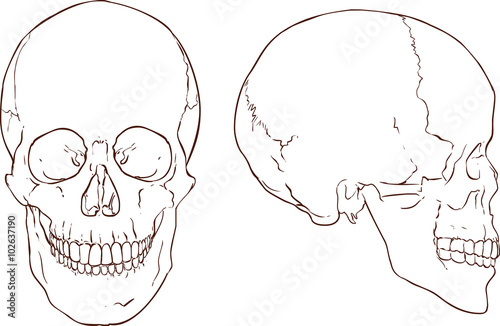  white backround vector illustration of a  people skull