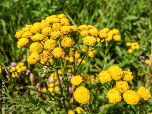 Yellow tansy in garden grass