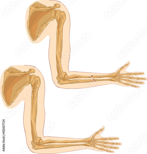 white background vector illustration of a humerus