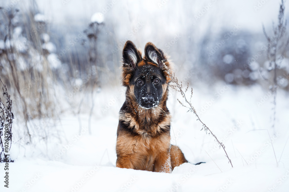 puppy breed German Shepherd walking puppy breed German Shepherd walking