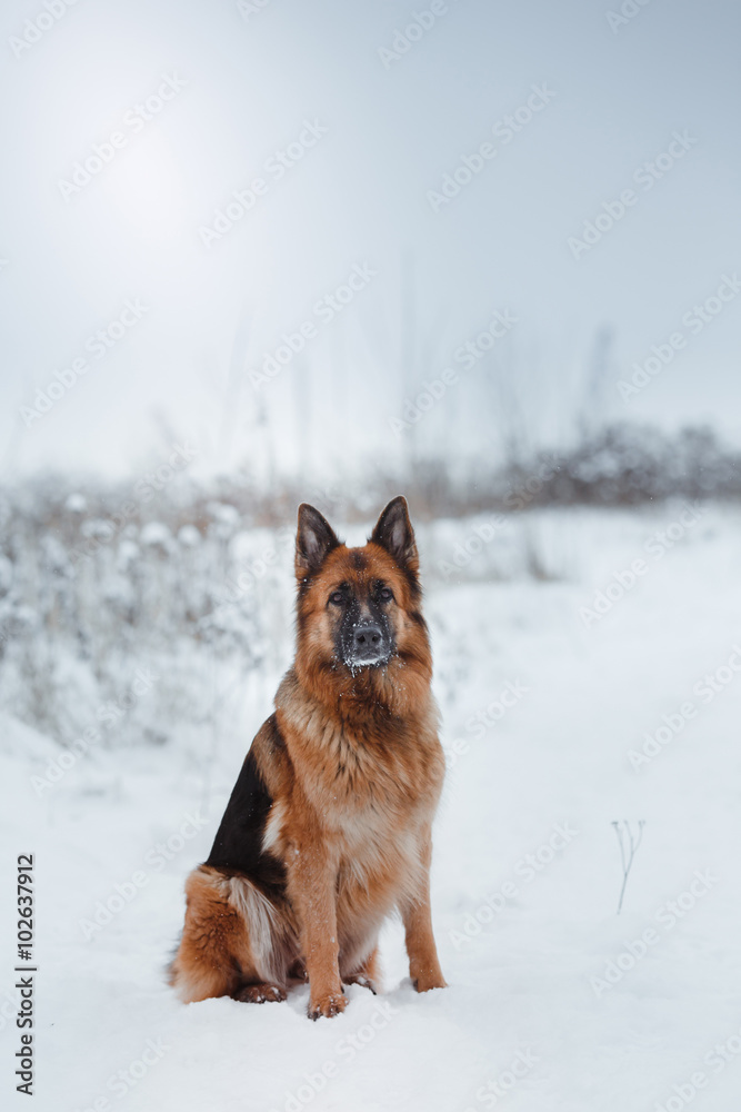 Dog breed German Shepherd walking