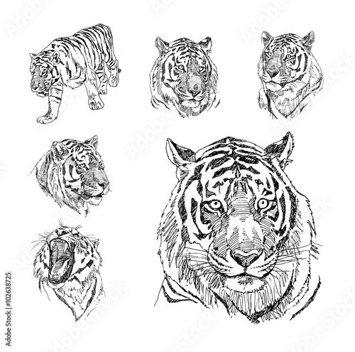 Set of hand drawn tiger. Sketch drawing illustration vector.