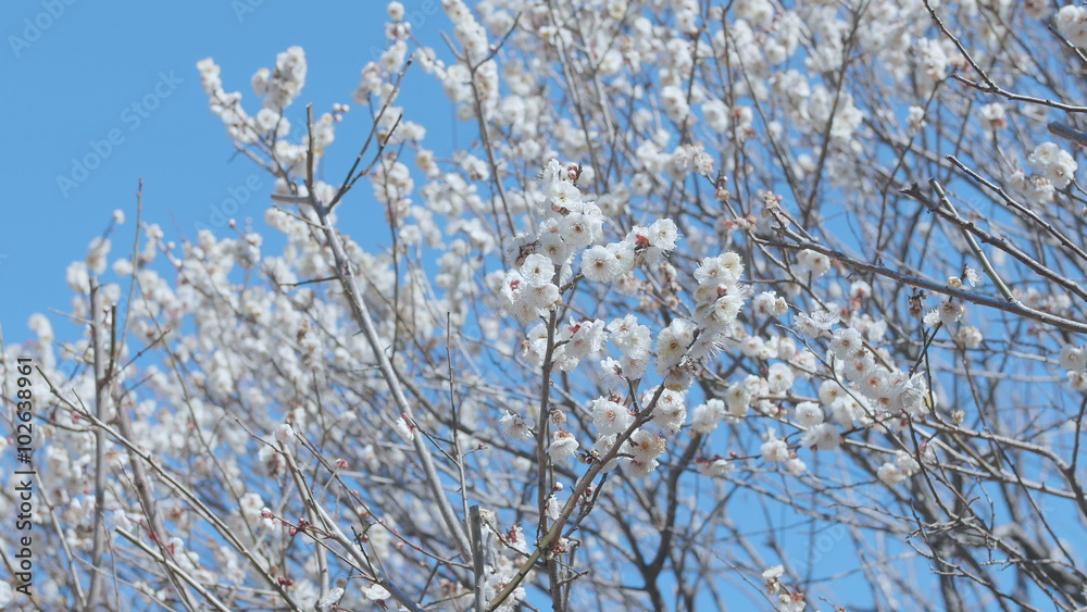 Japanease White Plum,in Showa Memorial Park,Tokyo,Japan,Filmed in 4K Japanease White Plum,in Showa Memorial Park,Tokyo,Japan,Filmed in 4K
