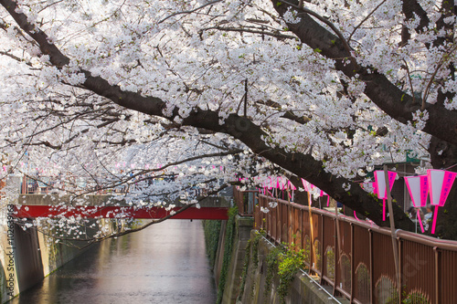 Beautiful sakura cherry blossom at Nakameguro Tokyo, Japan