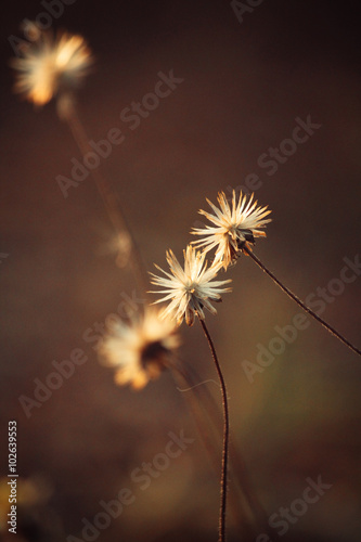 Vintage spring flowers