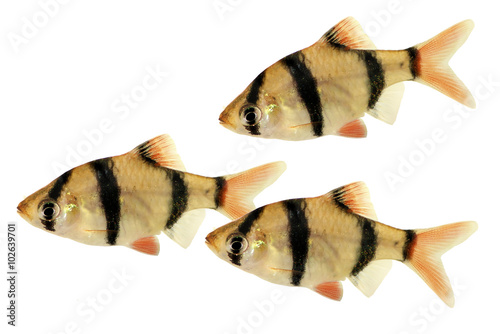 Tiger barb or Sumatra barb Puntius tetrazona tropical aquarium fish isolated