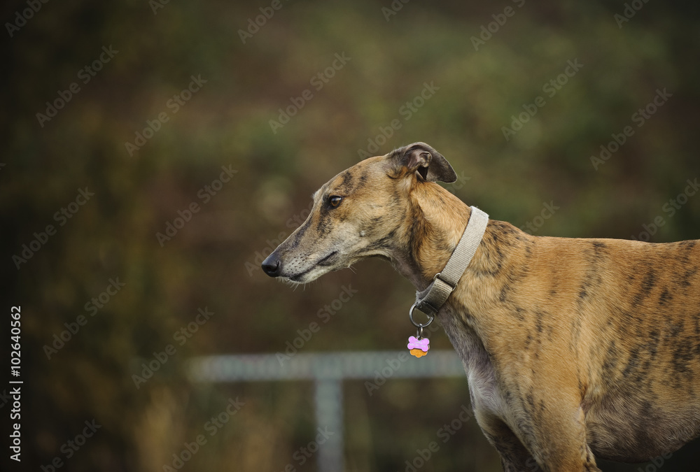 Greyhound standing in fenced in park