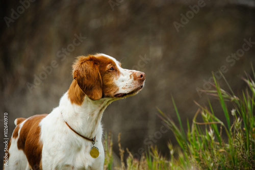 Brittany Spaniel dog in natural environment field photo
