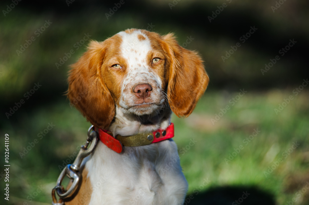 Brittany Spaniel puppy with collar and leash