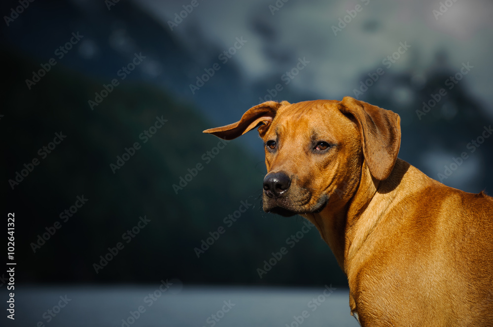 Young Rhodesian Ridgeback in front of mountain lake Young Rhodesian Ridgeback in front of mountain lake