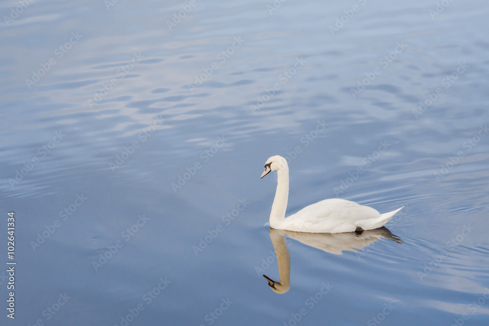 White geese swimming with reflection in the lake.