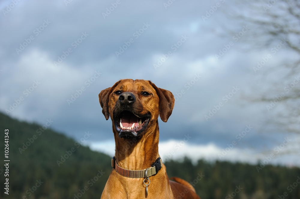 Happy Rhodesian Ridgeback with mountains and blue sky