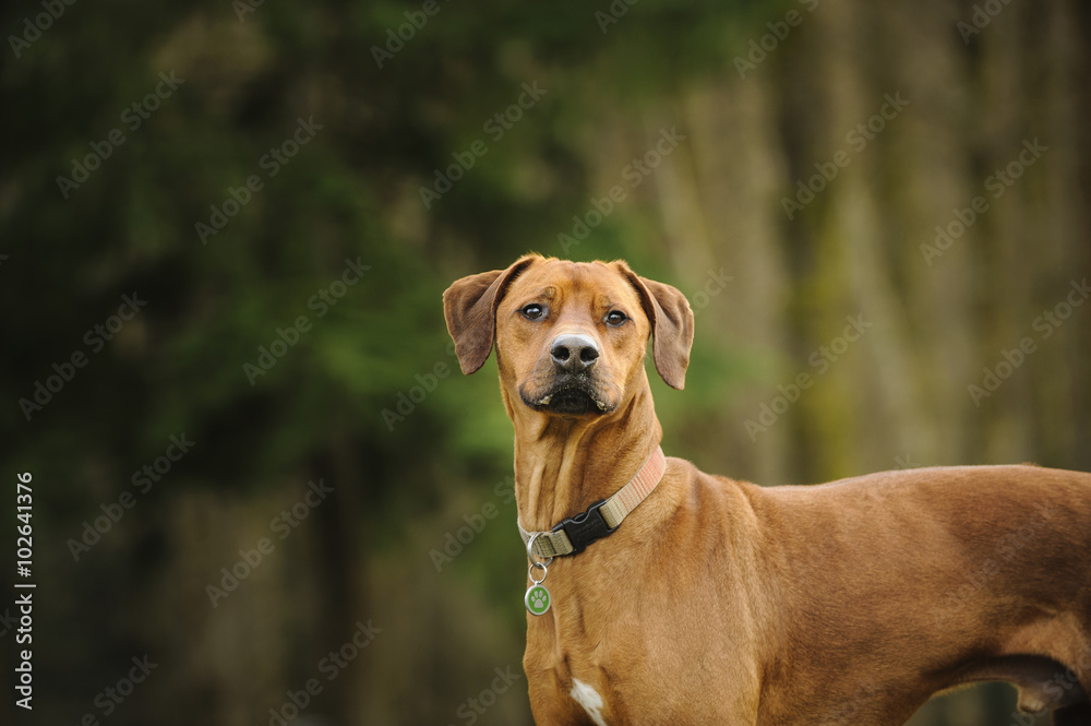 Rhodesian Ridgeback standing in front of forest