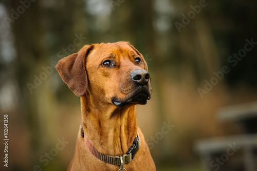 Rhodesian Ridgeback dog in natural environment park © everydoghasastory