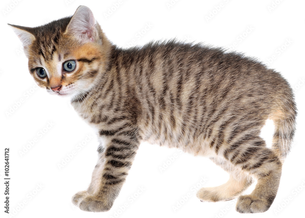 Obraz premium Shorthair brindled kitten crawling sneaking