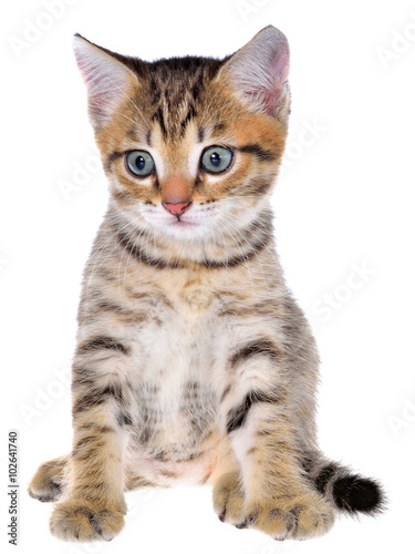 Shorthair brindled kitten