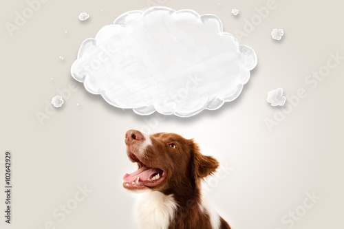 Fototapeta Naklejka Na Ścianę i Meble -  Cute border collie with empty cloud