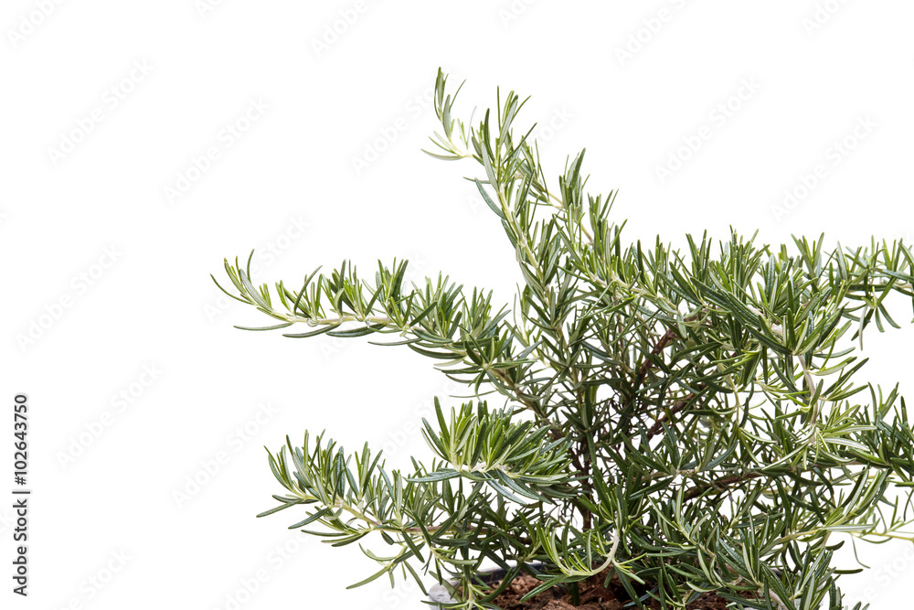 Fresh rosemary on white background Fresh rosemary on white background