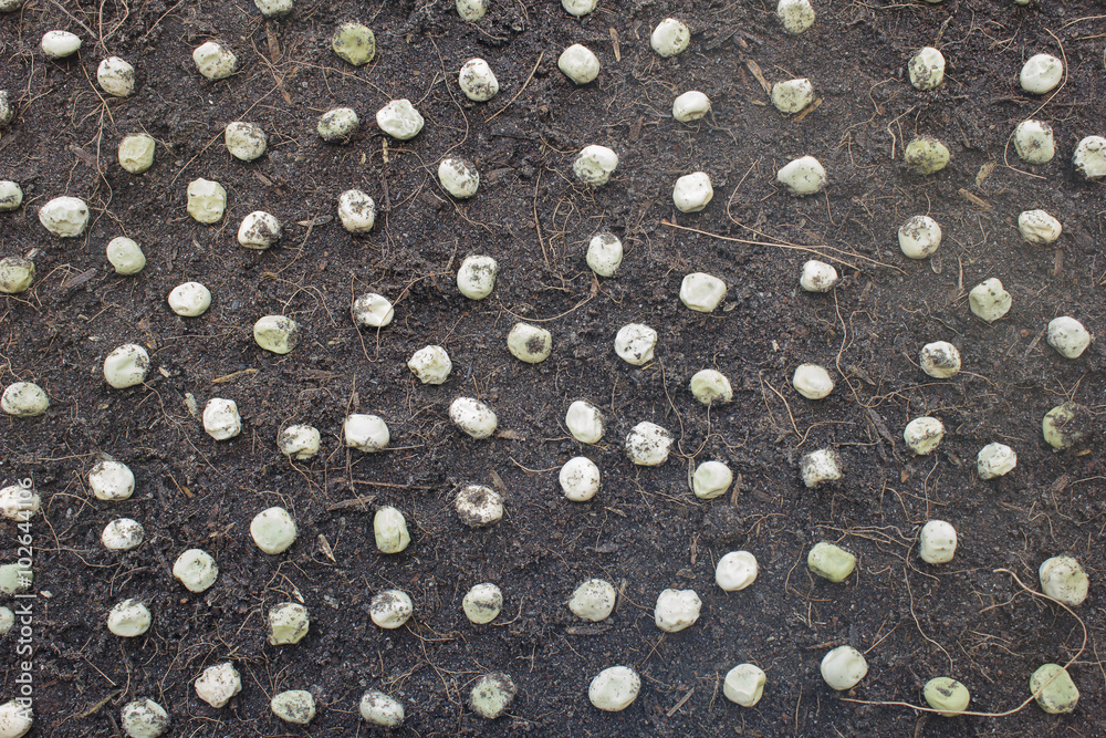 peas on the soil
peas on the soil