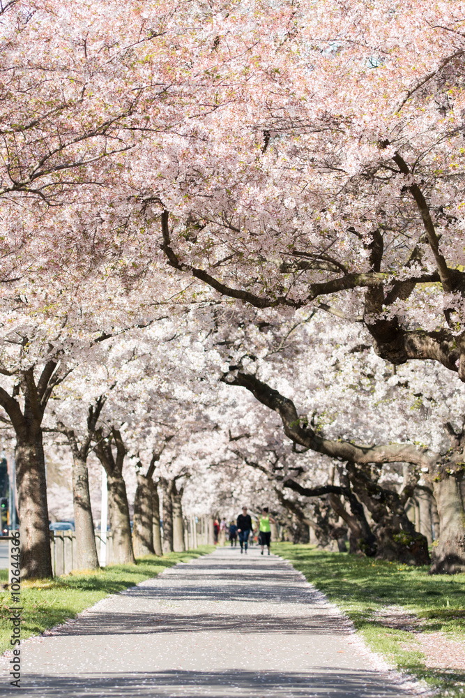 People walk on alley under blossoming cherry trees People walk on alley under blossoming cherry trees