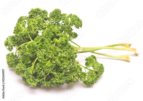 green fresh parsley