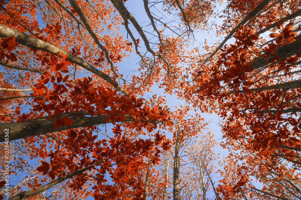 Stunning Autumn Fall landscape image looking up through beech tr Stunning Autumn Fall landscape image looking up through beech tr