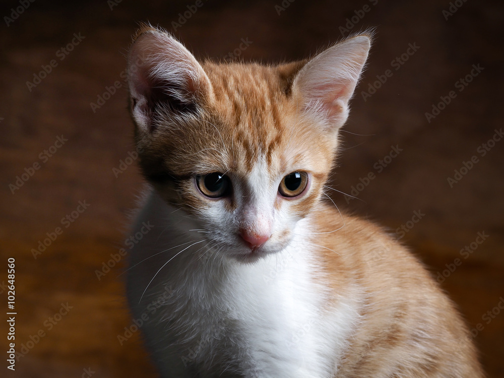 Portrait of a kitten with yellow eyes. Kitten small, fur is white with red. Big cat muzzle. We kitten beautiful eyes