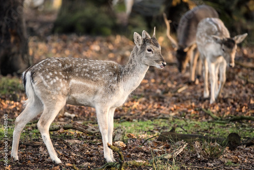 Beautiful female doe fallow deer dama dama ina forest © veneratio