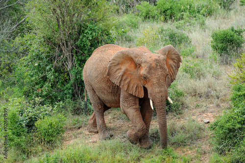 Photography elephant