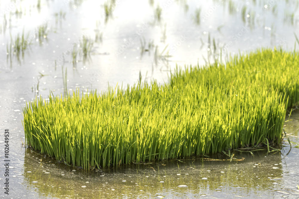 Obraz premium Paddy sprouts prepare for transplantation on paddy field..