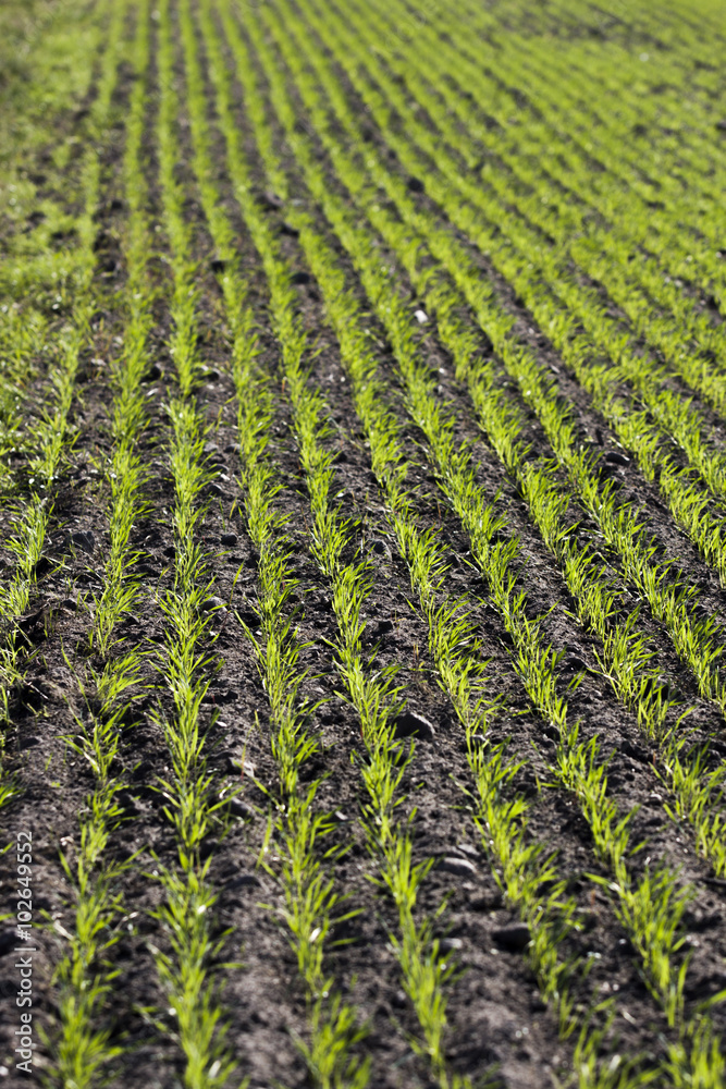 Field crops - the young plants in the field Field crops - the young plants in the field
