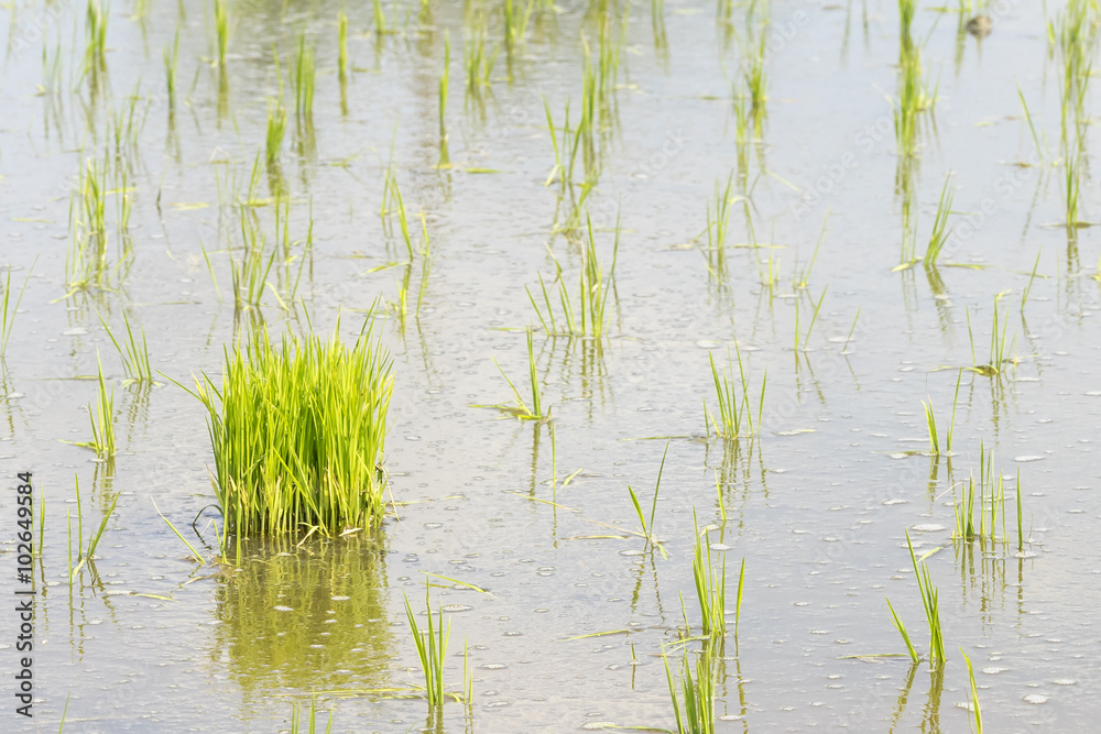 Paddy sprouts prepare for transplantation on paddy field..