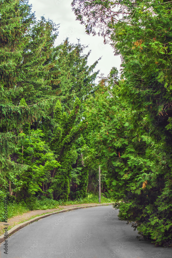 paved road runs through the pine forest paved road runs through the pine forest