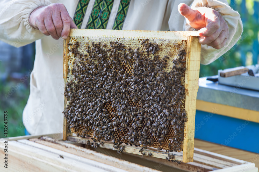 Beekeeper keeps honeycomb with bees Beekeeper keeps honeycomb with bees
